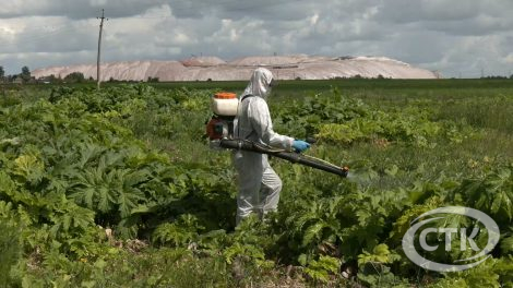 Барацьба з баршчэўнікам Сасноўскага ў Беларусі — задача дзяржаўнай важнасці