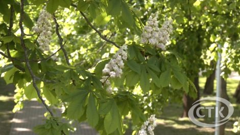 Невозможно гулять в парке и в лесу: солигорчан атакуют мошки