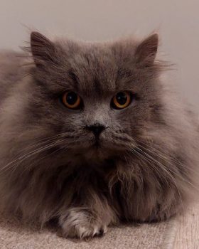 Не забудьте зарегистрировать домашнего питомца! Да, котов тоже нужно
