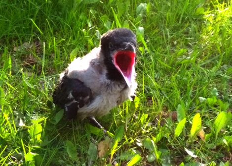 В Солигорске произошло несколько случаев нападения ворон на людей