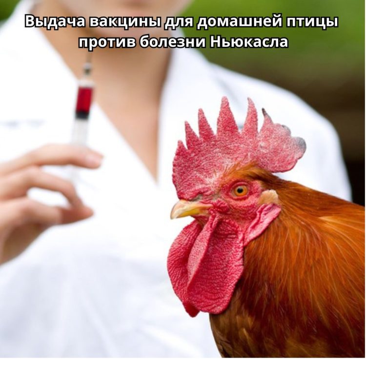 В Солигорском районе будут выдавать вакцину для домашней птицы против болезни Ньюкасла. По каким адресам?