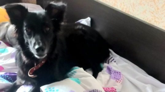 Счастливые хвостики Жужа и Ахмед. Истории питомцев, которых подобрали на улице