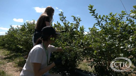 Школьники из лагеря труда и отдыха первой школы работают на сборе голубики