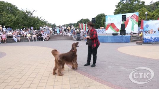 "Верные друзья": как прошло дог-шоу в Парке четырёх стихий