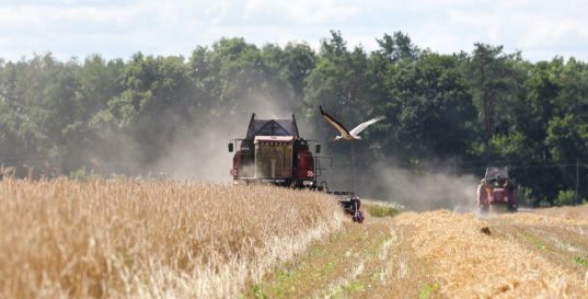 Белорусские аграрии намолотили 4 млн тонн зерна