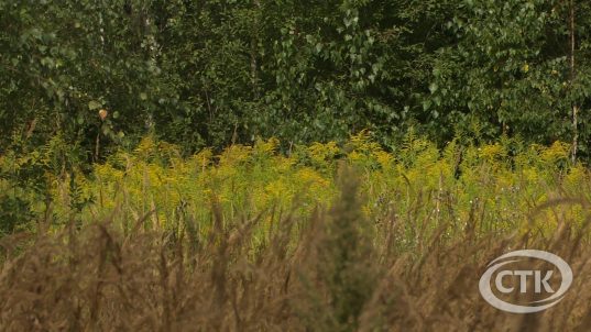 Барацьба з залатарнікам Канадскім вядзецца на дзяржаўным узроўні