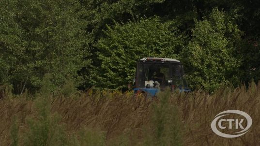За наяўнасць сумніка канадскага на зямельным участку - штраф