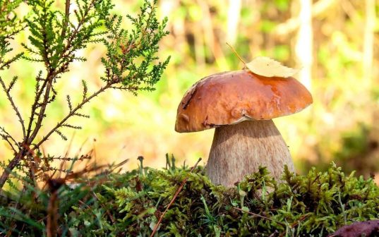 Профилактика ботулизма, отравлений грибами. Что нужно знать