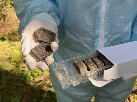 В лесах Минской области  разбрасывают приманки с вакциной – их нельзя трогать руками