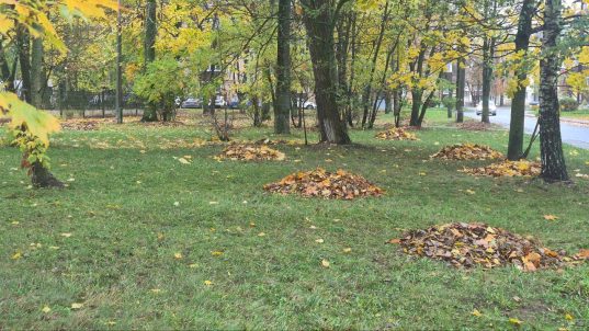 Уборка листвы в Солигорске ведется ежедневно